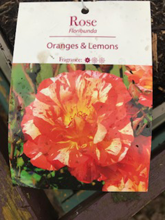 Rose - Oranges & Lemons